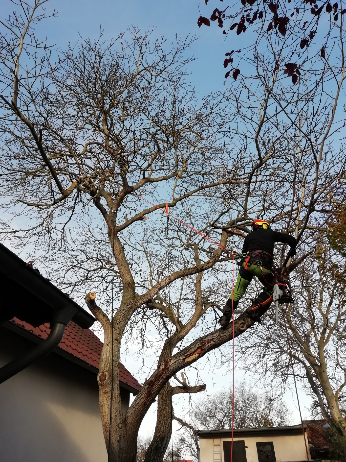Bild von einer Baumpflegearbeit